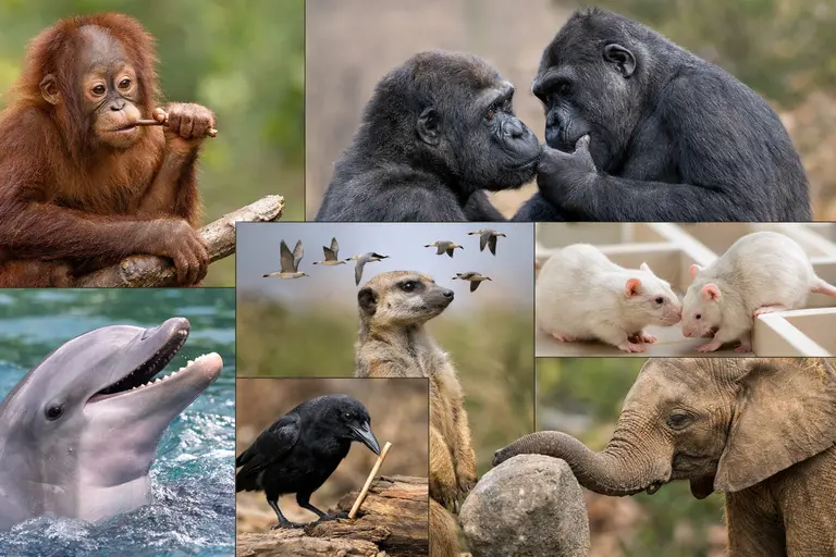 Comparative psychology research showing cognitive and social behaviours in primates, dolphins, birds, rodents, and elephants